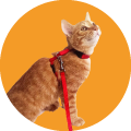 Arnes para gato