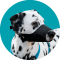 Bozal para perro
