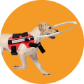Arnés para perro ciego